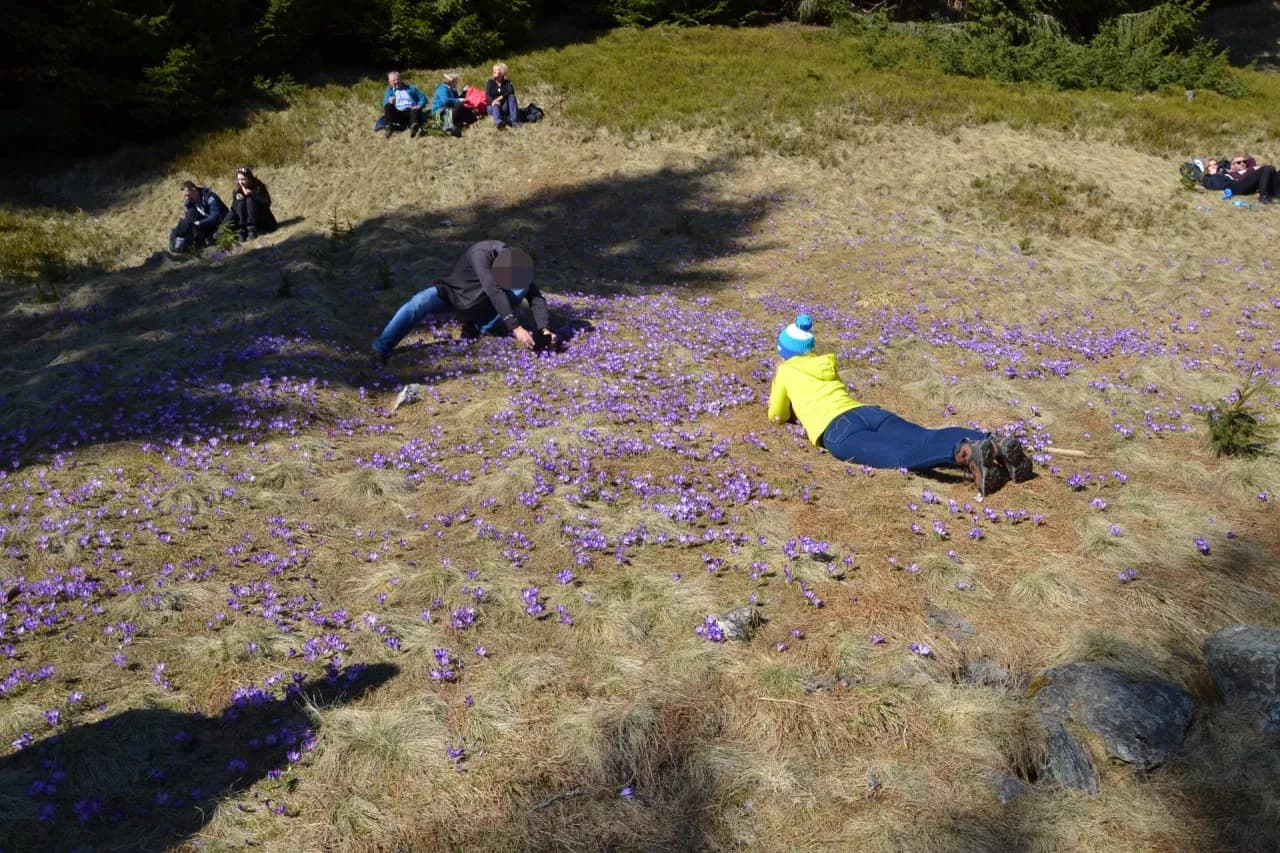 Kiedy kwitną krokusy w Dolinie Chochołowskiej? Magiczny czas w Tatrach