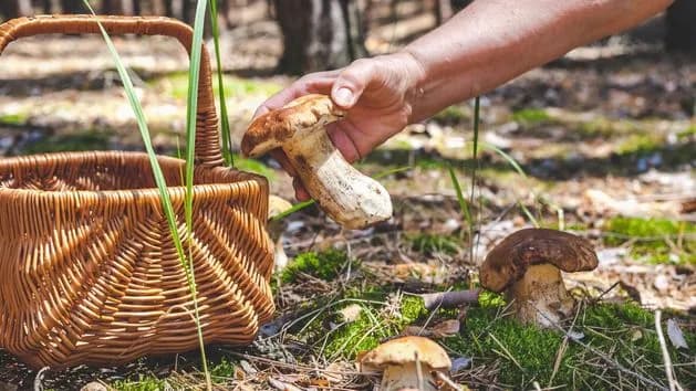 Czy są grzyby na Dolnym Śląsku? Sprawdź najlepsze miejsca na zbiór