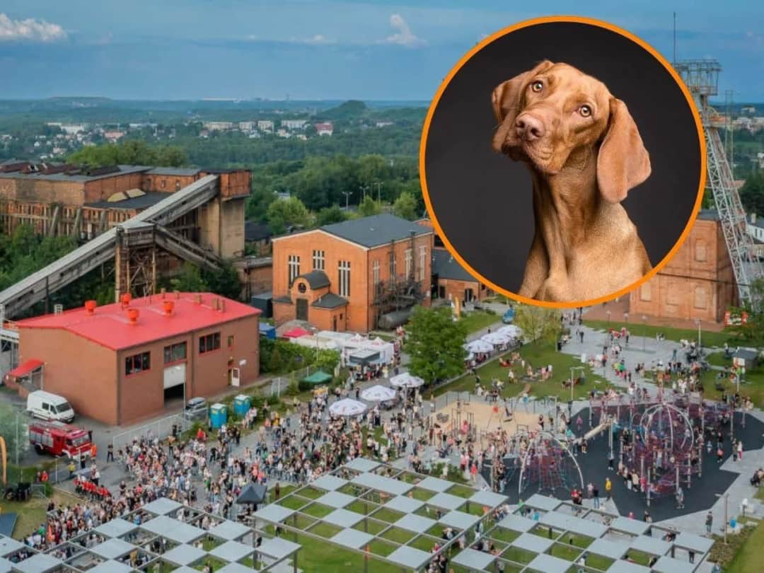 Gdzie na weekend z psem w Śląsku? Najlepsze miejsca i atrakcje