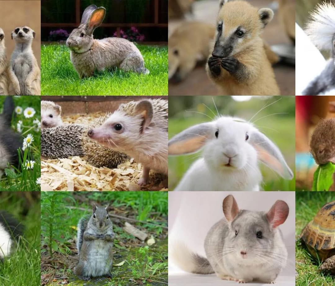 Mini Zoo Radom: Fascynujący świat zwierząt dla całej rodziny